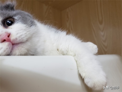 英短折耳三花小赏