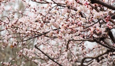 ​美如世外桃源，济南万竹园杏花盛开如雪似玉