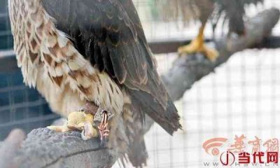 ​市民在小区内发现一只受伤猎隼 疑被人圈养虐待