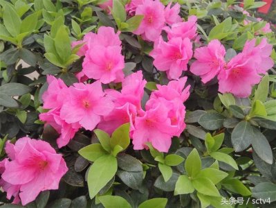 ​杜鹃花开 各种颜色一次看过瘾