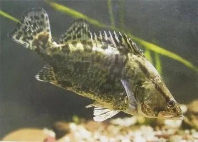 ​我国的优质食用鱼类——鳜鱼