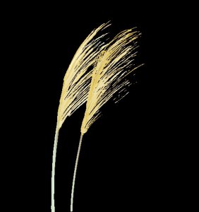 ​屏南未来三天天气预报（2024年12月2日）