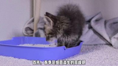 ​春季猫咪养护全攻略：温暖又健康
