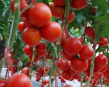 ​西红柿做成沙拉，不仅味道好，而且外观好看，拿来待客特合适