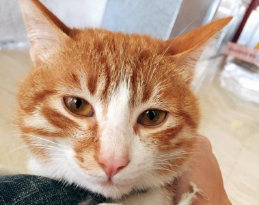 ​橘猫为什么特别容易长胖？