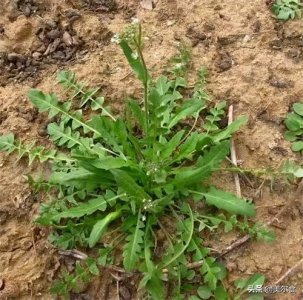 ​20种农村野菜辨别图，赶快收藏，下周错过就没了