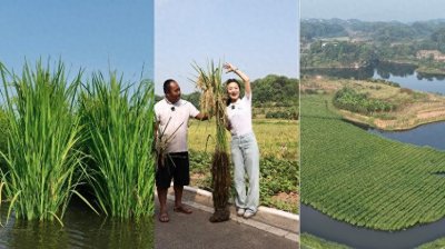 ​联播观察丨最高2米多的“巨人稻”您见过吗