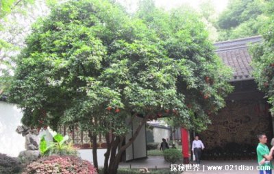 ​桂花树的风水禁忌，放在门口阻挡财气会破财(种在屋后招财镇邪)