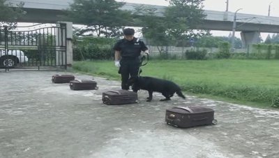 ​狗狗不止是宠物，更是家人—老年搜爆犬“卡鲁”的故事