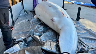 ​背负间谍之名 网红白鲸死亡真相曝光：遭遇枪杀