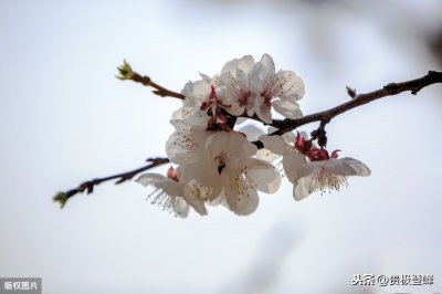 ​描写杏花，春雨，江南十一首古诗词，落花成雨，诗了江南