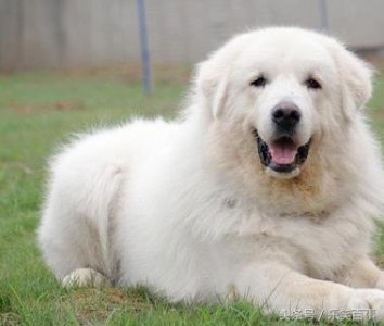 ​宠物界大白—大白熊犬