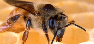 ​蜜蜂蛰了怎么处理好得快?（被马蜂蛰了最有效的处理方法）