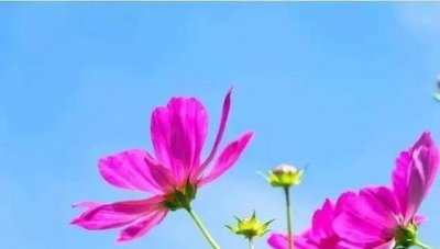 ​怎样对待不讲理的泼妇(怎样对付蛮不讲理的泼妇)