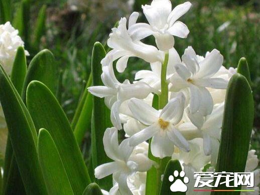 风信子代表什么（风信子八种颜色的花语介绍）