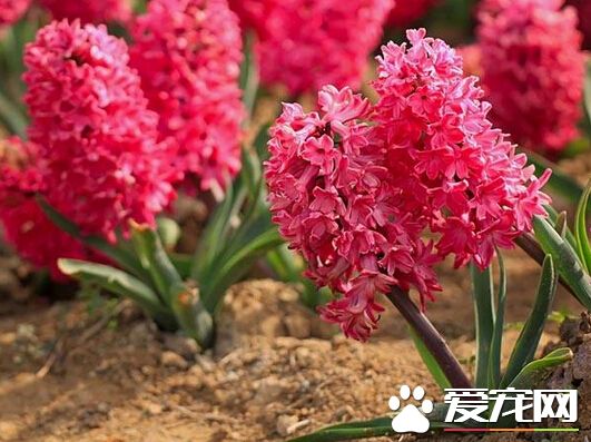 风信子代表什么（风信子八种颜色的花语介绍）