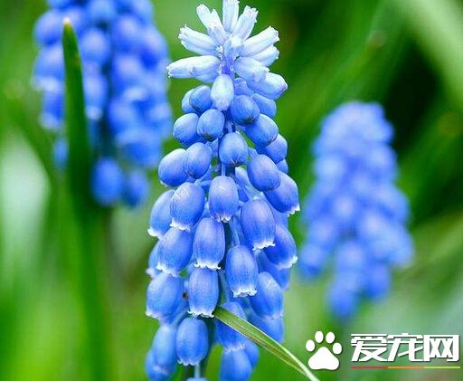 风信子代表什么（风信子八种颜色的花语介绍）