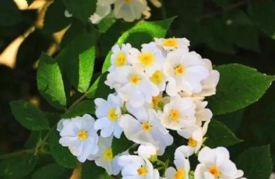 ​什么的滋味作文(什么的滋味作文600字)