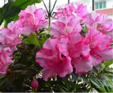 ​自制“4种”花肥，不花1分钱，花卉养得旺，施肥换盆都好用