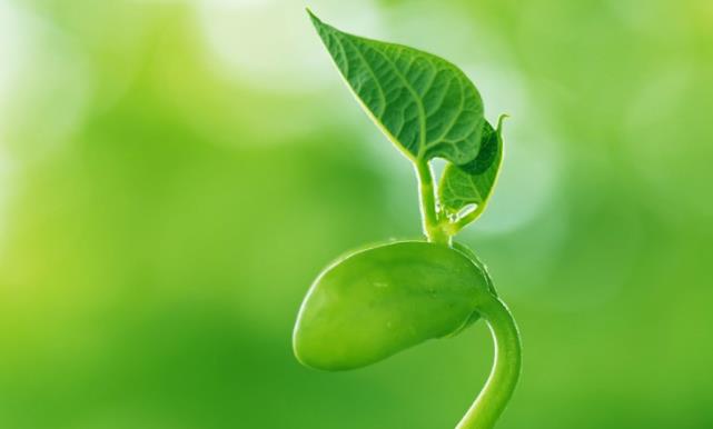 1980年属猴的是什么命:1980年属猴的人五行是金还是木命