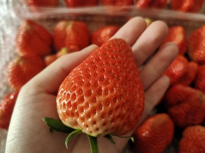 ​丹东草莓和普通草莓的区别（丹东草莓为什么叫“99”）