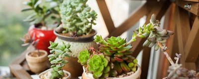 ​哪些植物没有茎 没有茎和叶的植物是属于什么植物类型