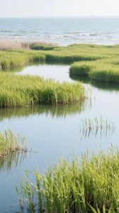 ​解密方言密码：崇明话与张家港话的前世今生