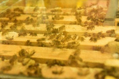 ​改变命运的特种养殖：农民致富的秘密武器！