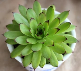 ​多肉知识|没养过观音莲，别说你是多肉重度爱好者~