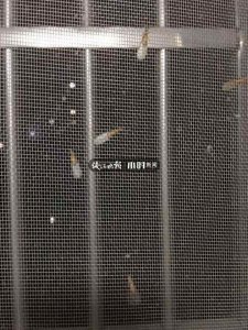 ​科普 | 白蚁咬人吗？