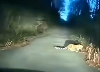 ​远东豹现身林区 与民警对视后跑入山林