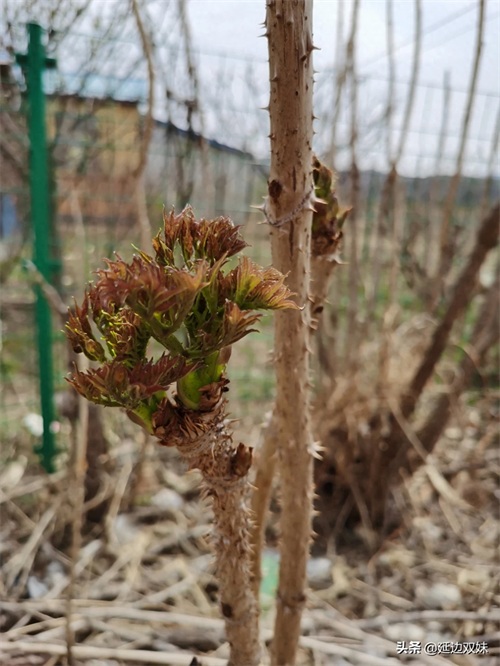 农家小院种了几棵刺老芽树，树干上都是刺不小心手就会被扎出血了
