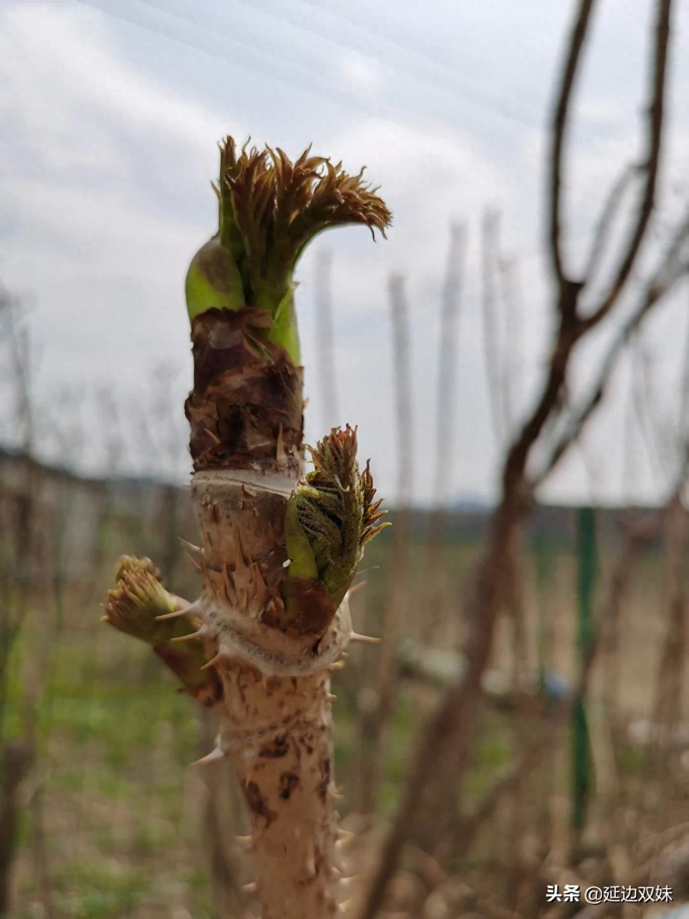 农家小院种了几棵刺老芽树，树干上都是刺不小心手就会被扎出血了