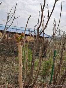 ​农家小院种了几棵刺老芽树，树干上都是刺不小心手就会被扎出血了