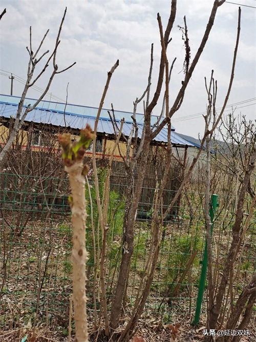农家小院种了几棵刺老芽树，树干上都是刺不小心手就会被扎出血了