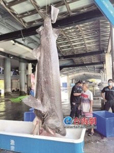 ​台东渔民捕获罕见深海鲨鱼：这种灰六鳃鲨或比恐龙古老，可追溯至1.8亿年前