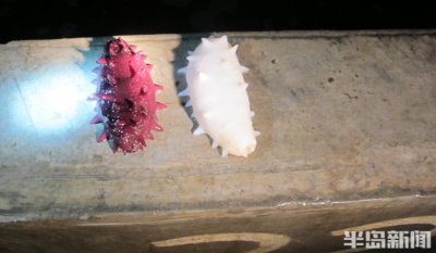 ​好“参”价！千年黑万年白，青岛6年选育的这种海参，递出高端品牌名片