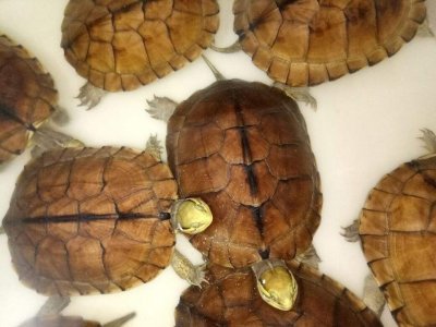 ​石金钱龟的困境：曾一只千元供不应求，现一只3元，为何跌这么狠