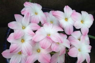 ​风雨兰竟有那么多品种，漂亮又好养，不生虫，无病害，易爆盆