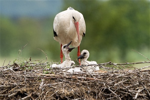 白鹳——德国的国鸟，送子鸟