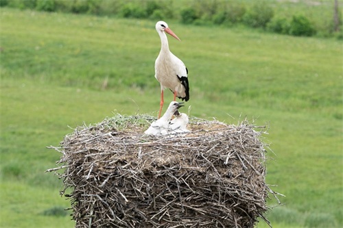 白鹳——德国的国鸟，送子鸟