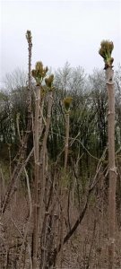 ​东北野菜之王——刺嫩芽