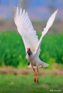 ​朱鹮——鸟类中的“东方宝石”
