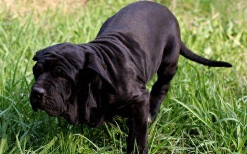 南美最烈犬——巴西非勒完胜杜高不在话下