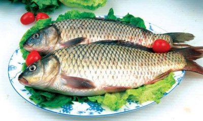 ​每日认识一种鱼--鲤鱼