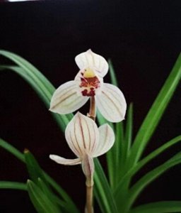 ​识花——兰花