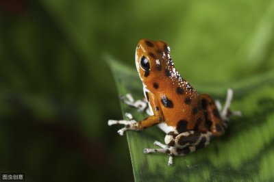 ​科学爱好者：致命精灵「箭毒蛙」到底有多毒？它的毒藏在哪里？