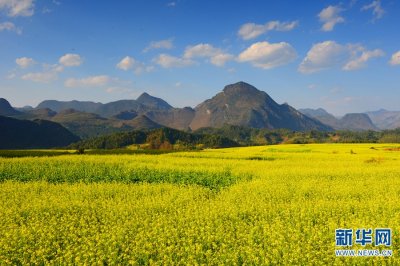 ​云南罗平菜花节：邀你享受“最美春天”