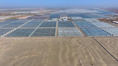 ​聚焦高质量发展｜新疆和田沙漠水稻一年收五茬亩产5000公斤