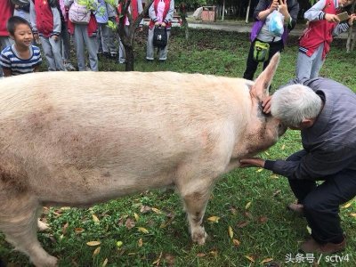 ​你好！“猪坚强